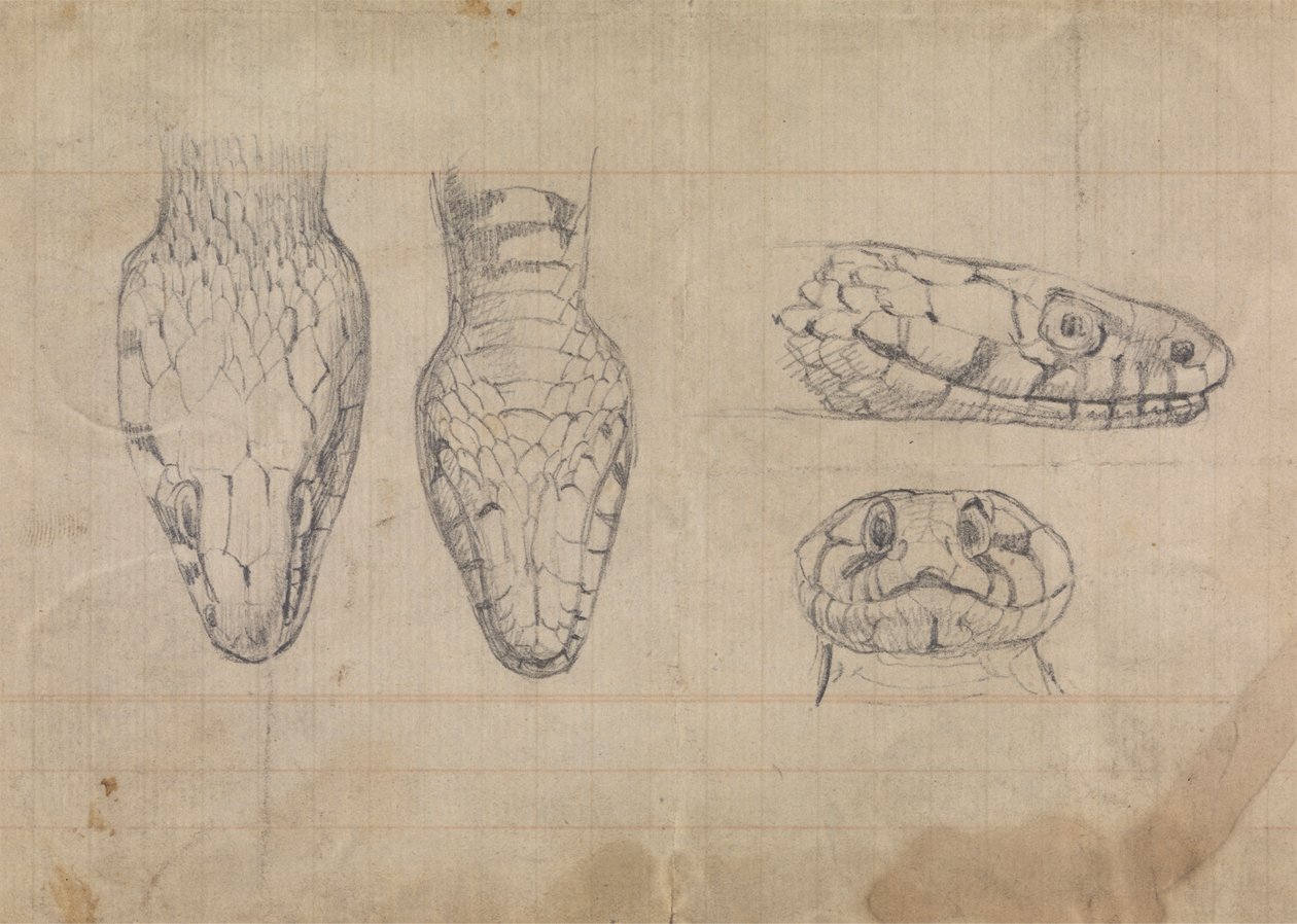 Estudo da cabeça de uma serpente de Robert Smirke