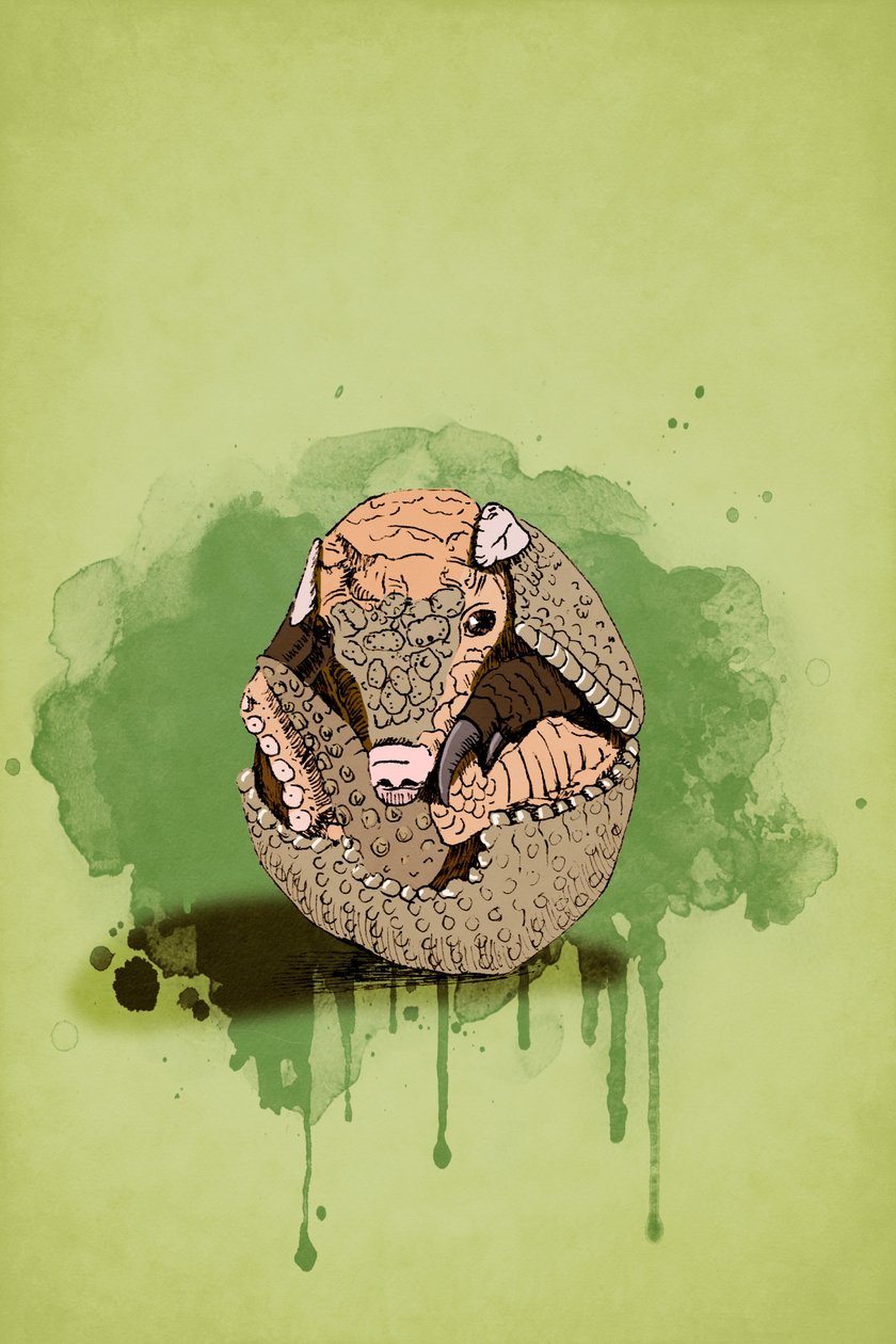 Tatu bebé, 2022 (digital) de Roberta Murray
