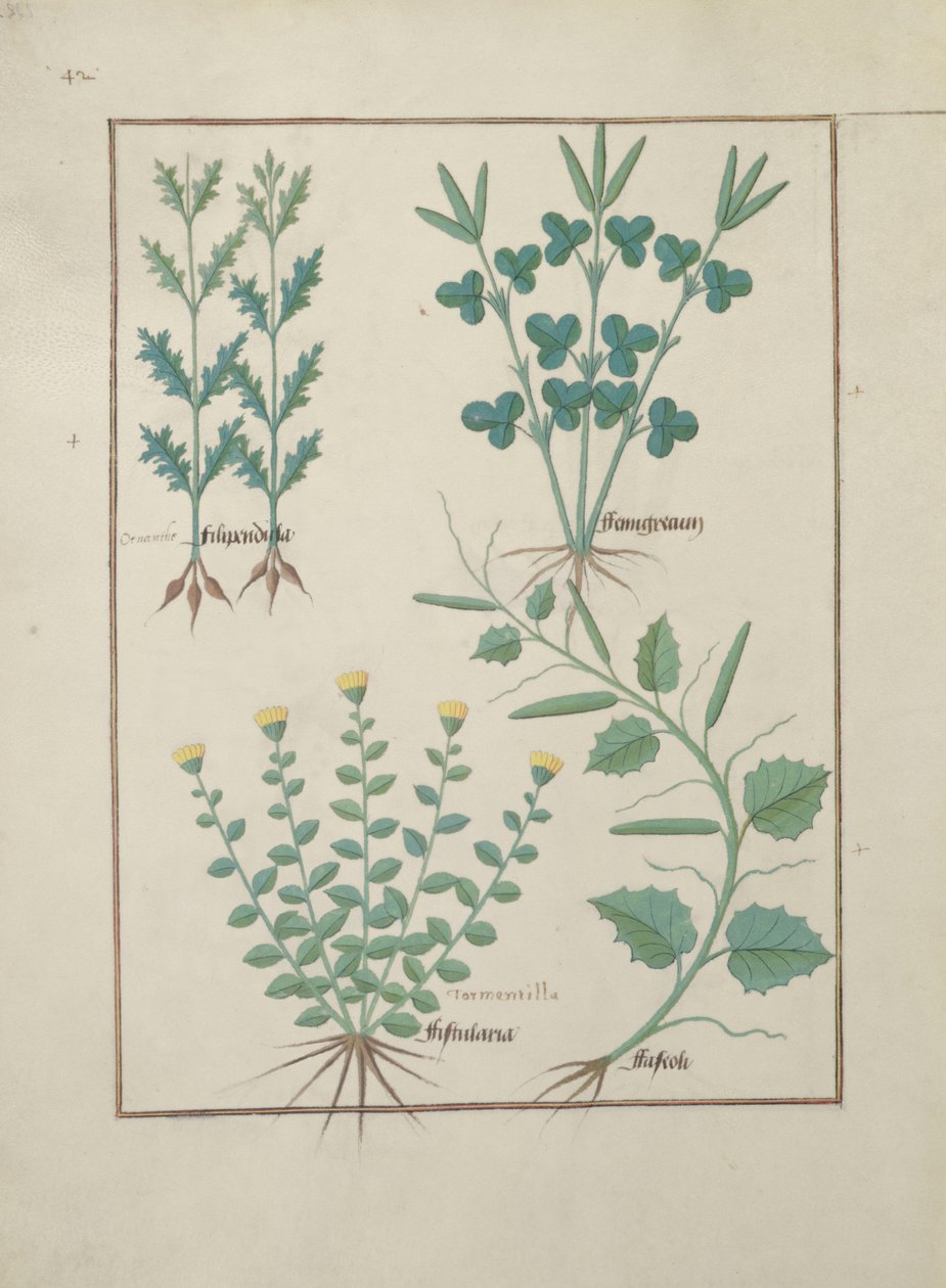 Sra. Fv VI  1 f.132v Linha de cima: Filipendula. Linha inferior: Fistularia e Faseolus, ilustração de O Livro de Medicamentos Simples, de Mattheaus Platearius (dc1161) c.1470 de Robinet Testard