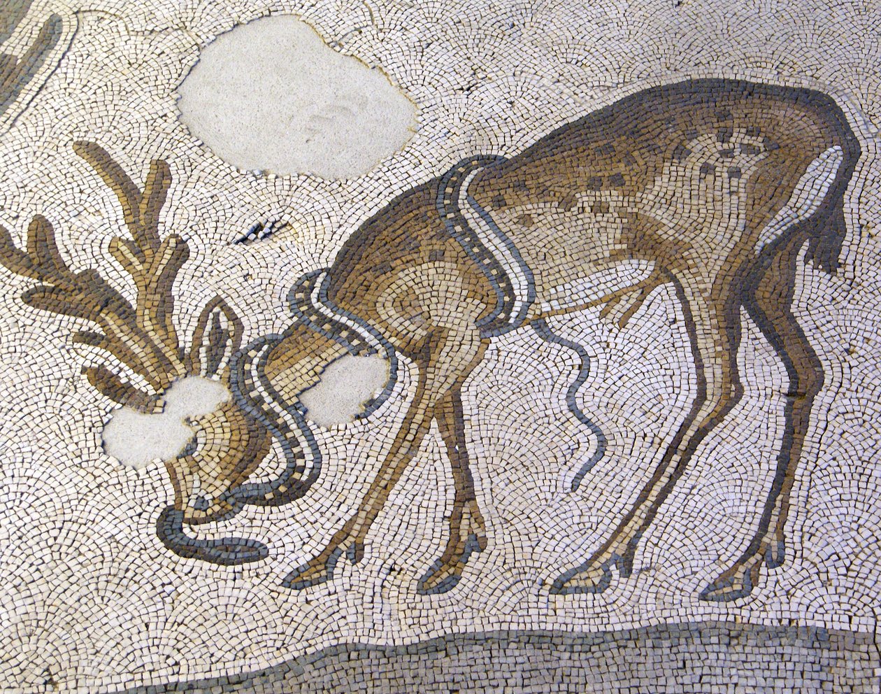 Imagem desconhecida de Roman