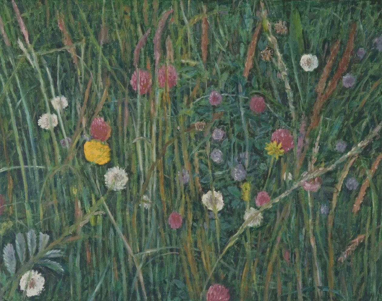 Plantas do Machair, 2008 de Ruth Addinall