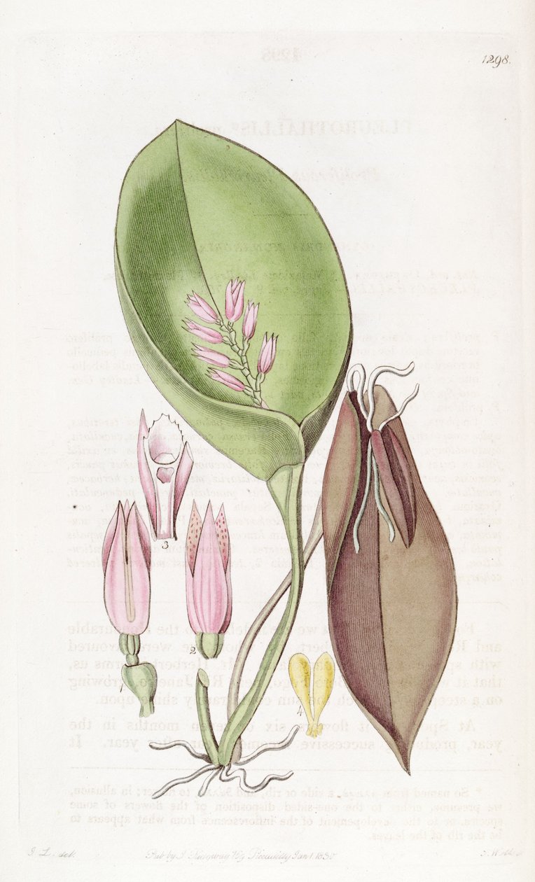 Acianthera prolifera (como syn. Pleurothallis prolifera) de S. Watts
