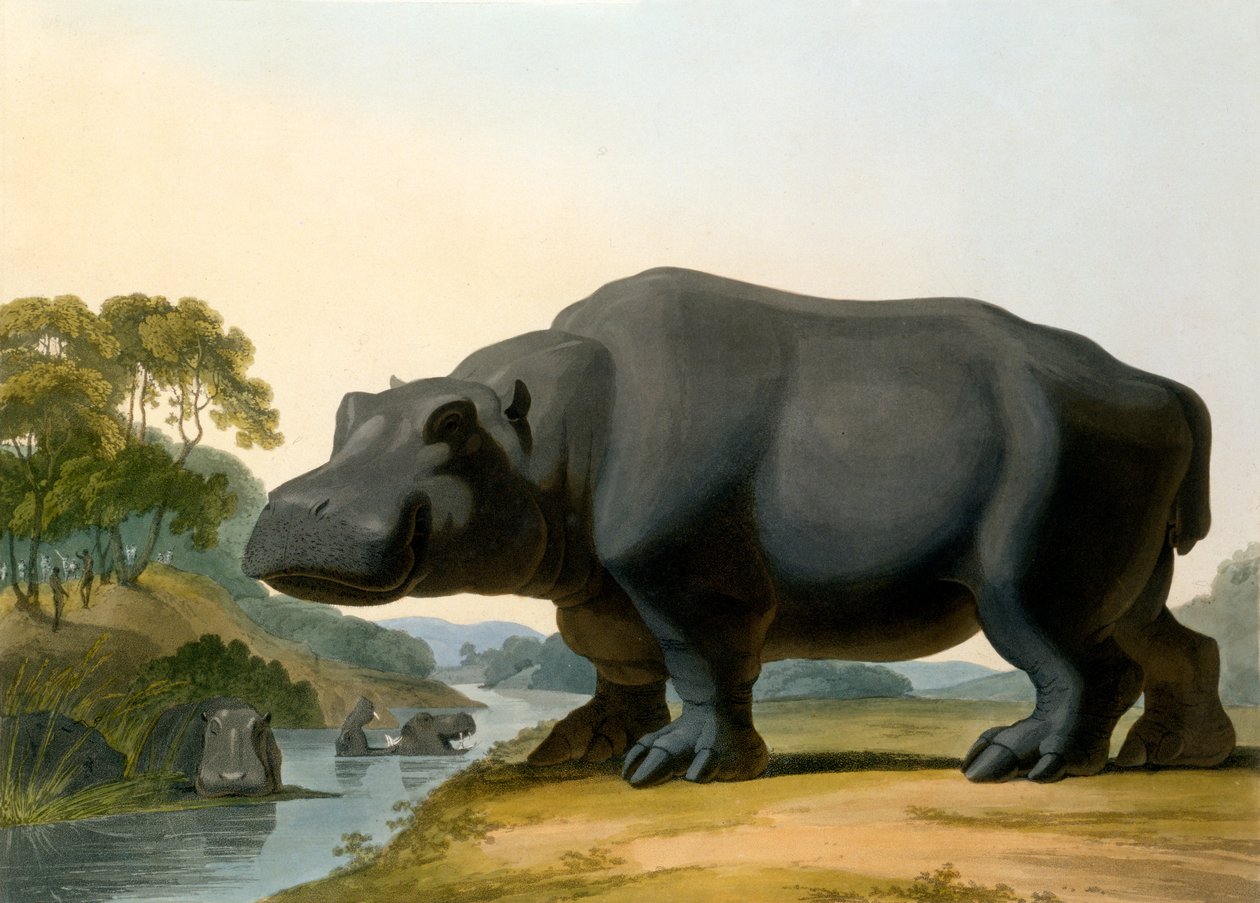 O hipopótamo, 1804 de Samuel Daniell