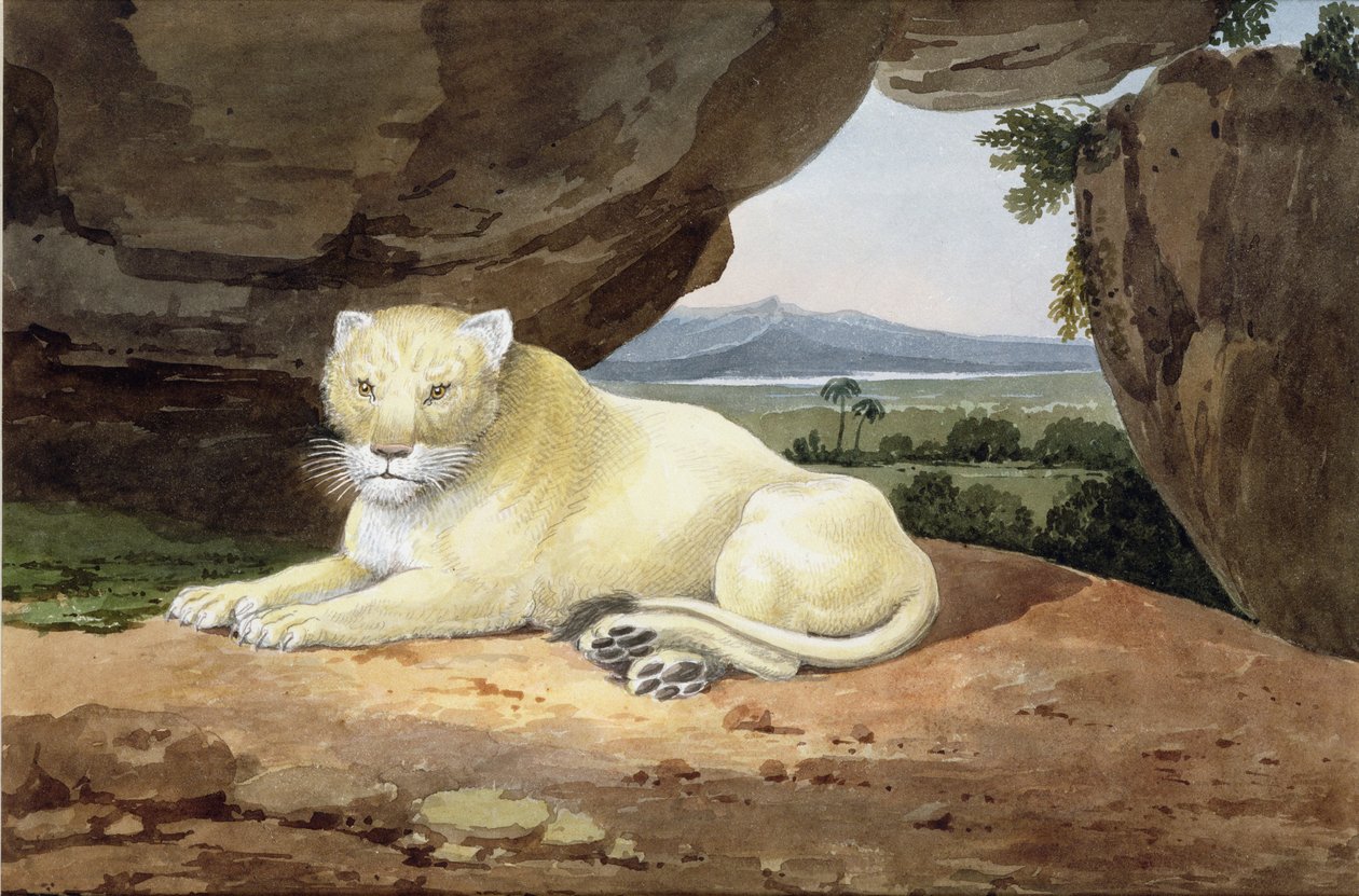 Leoa (ver também 85758) de Samuel Howitt
