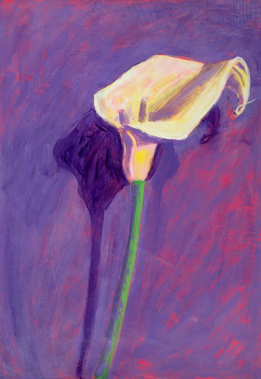 Arum Lily (óleo no cartão) de Sara Hayward