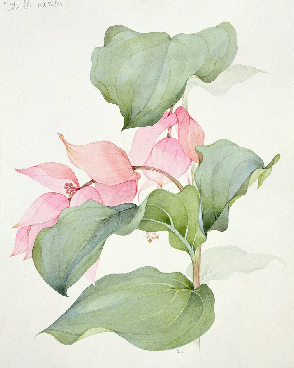 Medinilla magnífico de Sarah Creswell