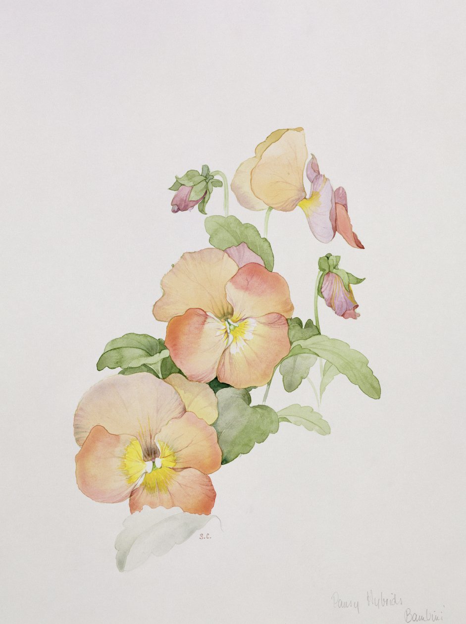 Pansy hybrids Crianças de Sarah Creswell