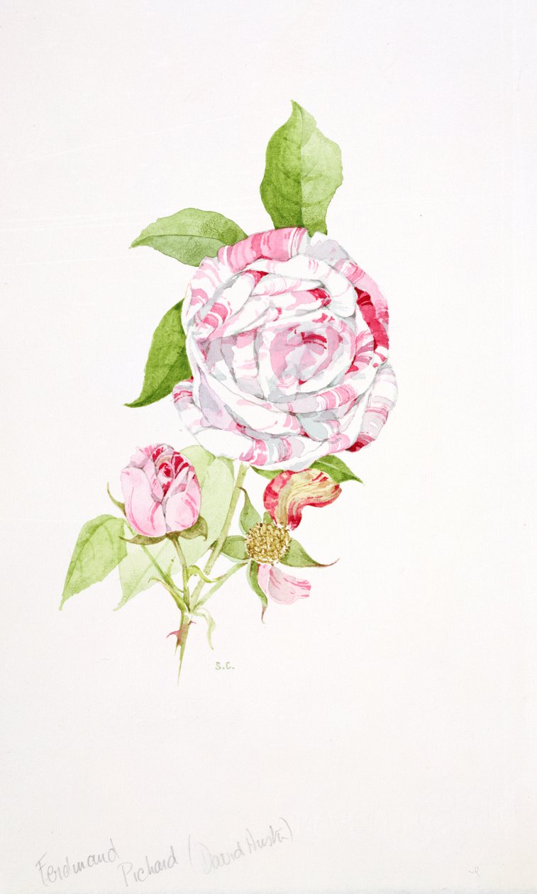 Rosa Ferdinand Pichard de Sarah Creswell