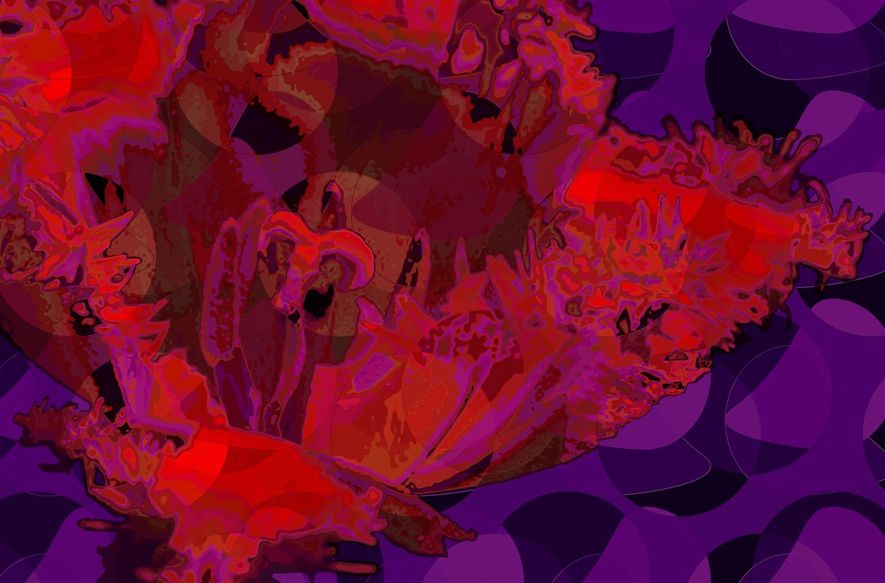 Tulipa Vermelha (digital) de Scott J. Davis