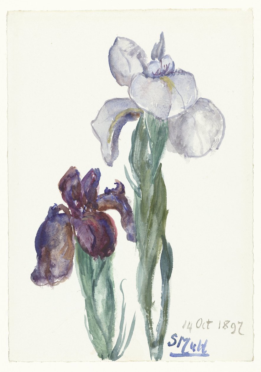 Irises de Sientje Mesdag van Houten