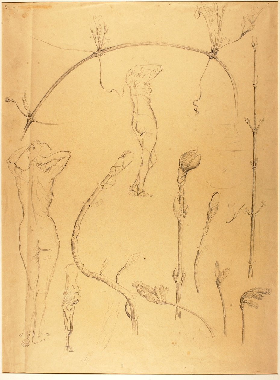 Estudo de ramos e nu de Solon H. Borglum