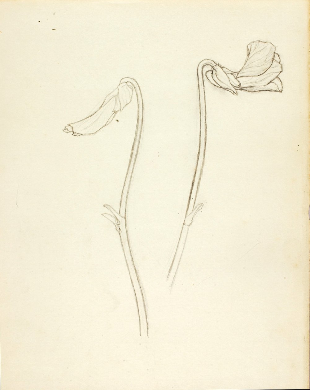 Flor fechada e aberta de Solon H. Borglum