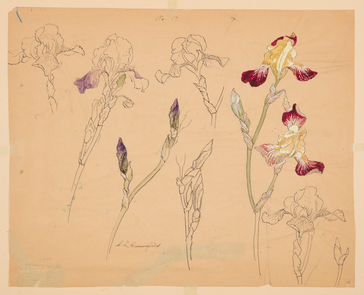 Estudos de Íris de Sophia L. Crownfield