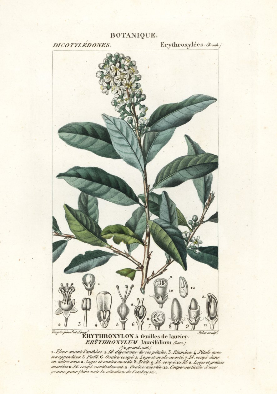 Erythroxylum laurifolium de Stanghi Stanghi