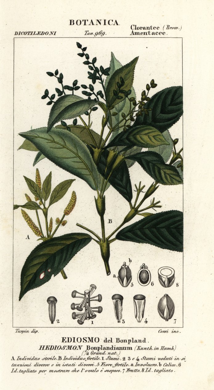 Hedyosmum bonplandianum de Stanghi Stanghi