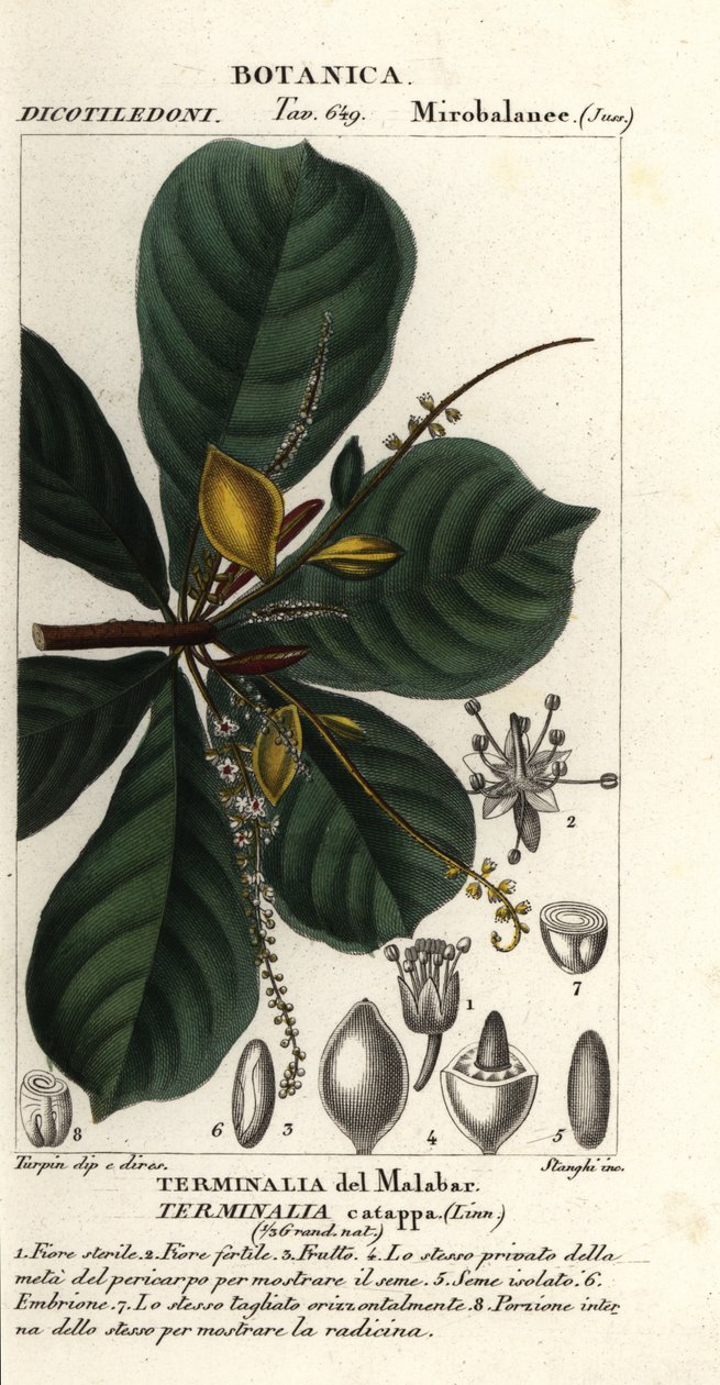 Amêndoa indiana, Terminalia catappa de Stanghi Stanghi