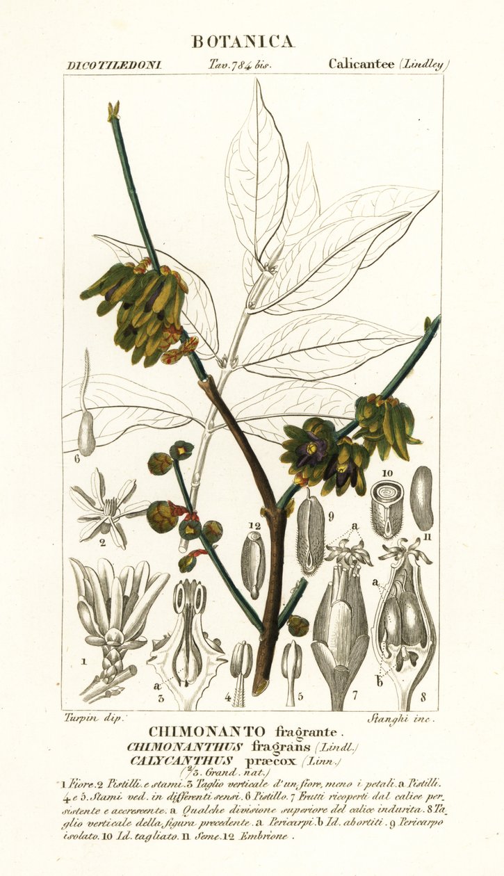 pimenta-da-jamaica, Chimonanthus praecox de Stanghi Stanghi