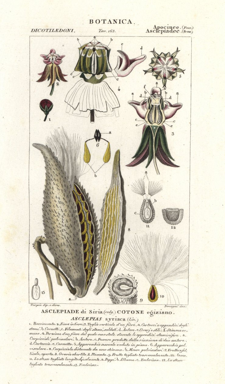 Milkweed, Asclepias syriaca de Stanghi Stanghi