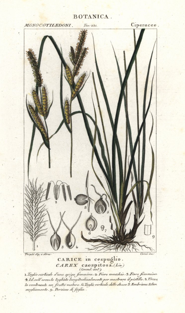 Sedge, Carex caespitosa de Stanghi Stanghi