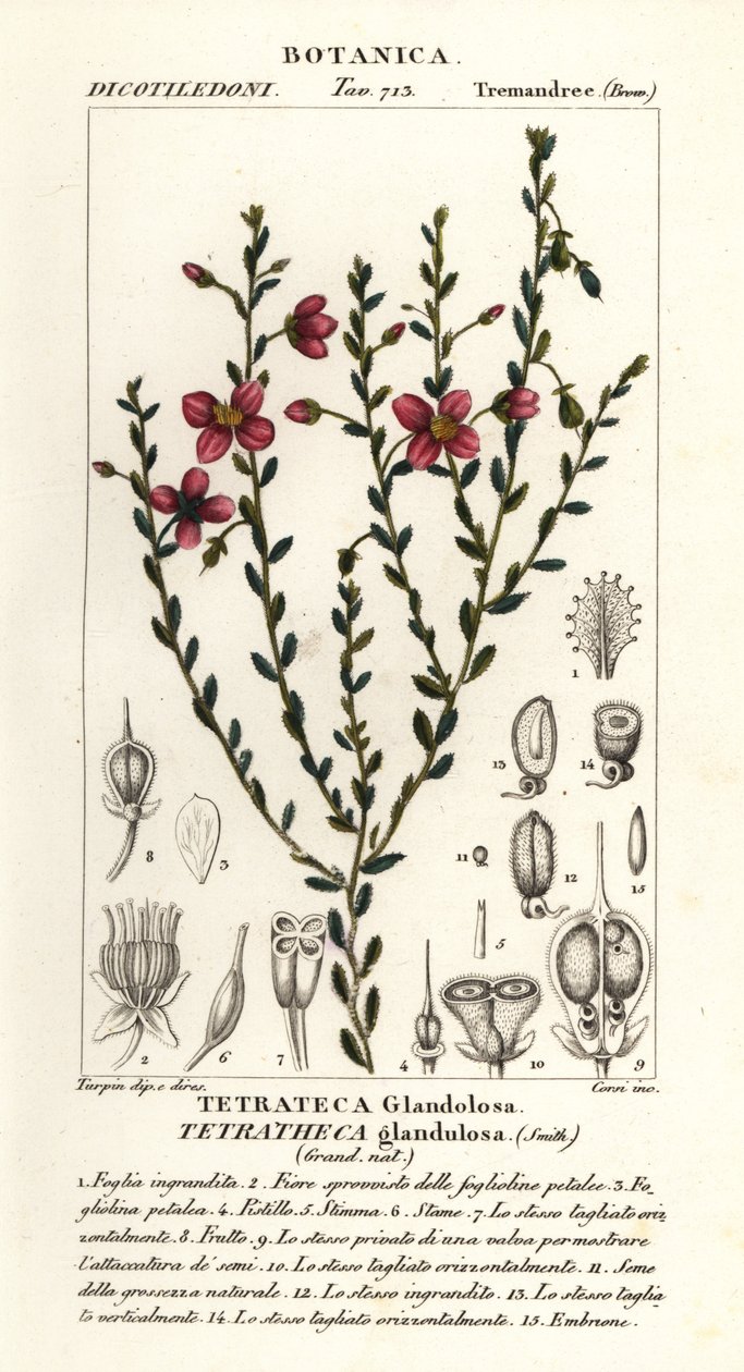 Tetratheca glandulosa de Stanghi Stanghi