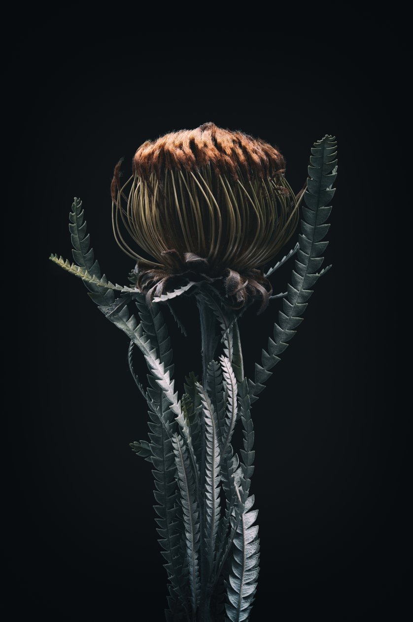 Protea única, 2021 (foto) de Steve Gallagher