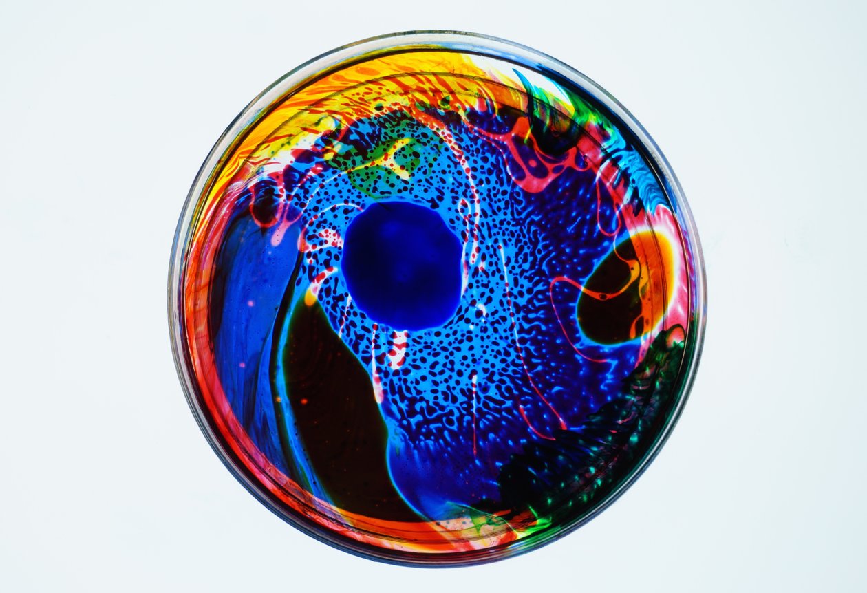 Koan, 2024 de Steve Pavlovsky