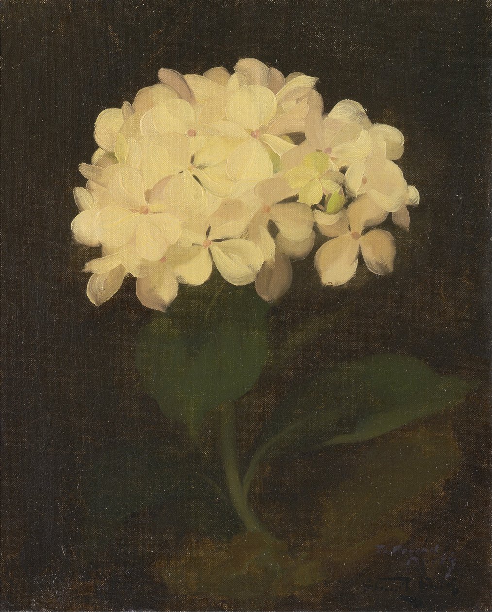 Hortênsia Branca de James Stuart Park