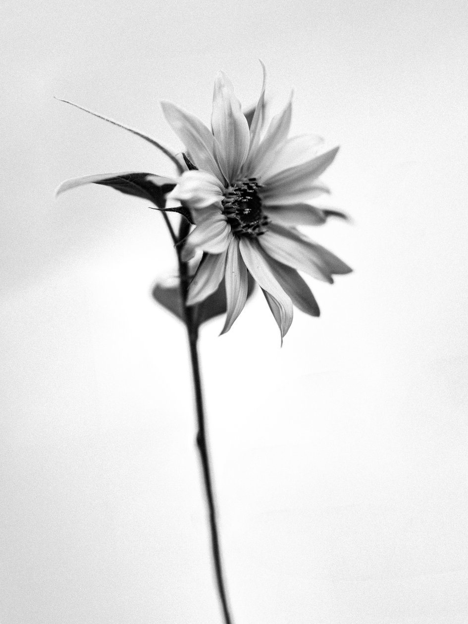 Entre as Flores 25, 2021 (foto p/b) de Teis Albers