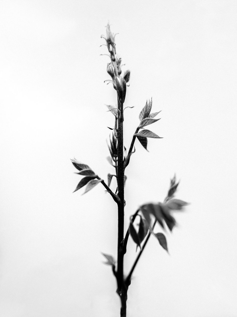 Entre as Flores 32, 2021 (foto a p/b) de Teis Albers