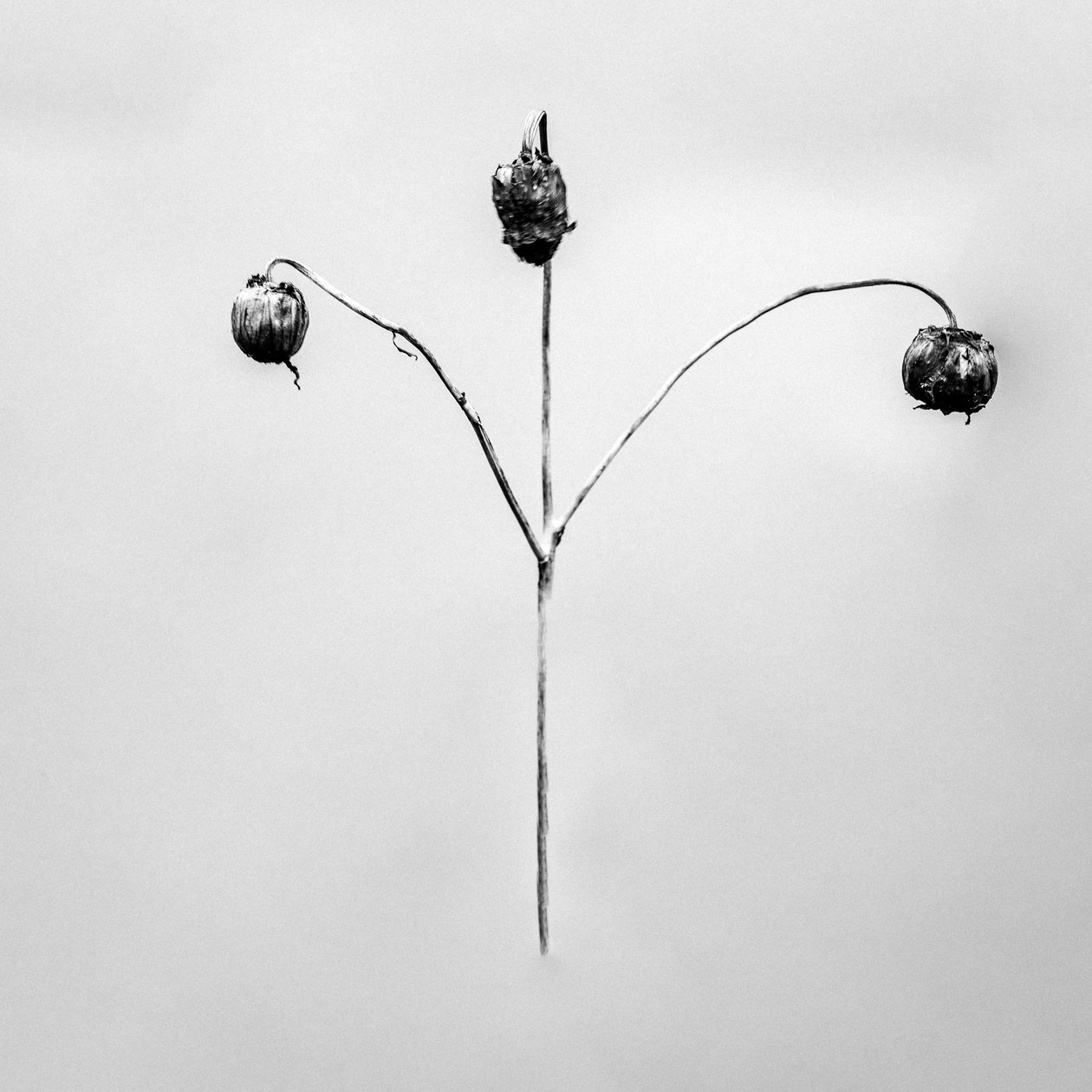 Entre as Flores 75, 2021 (foto a p/b) de Teis Albers