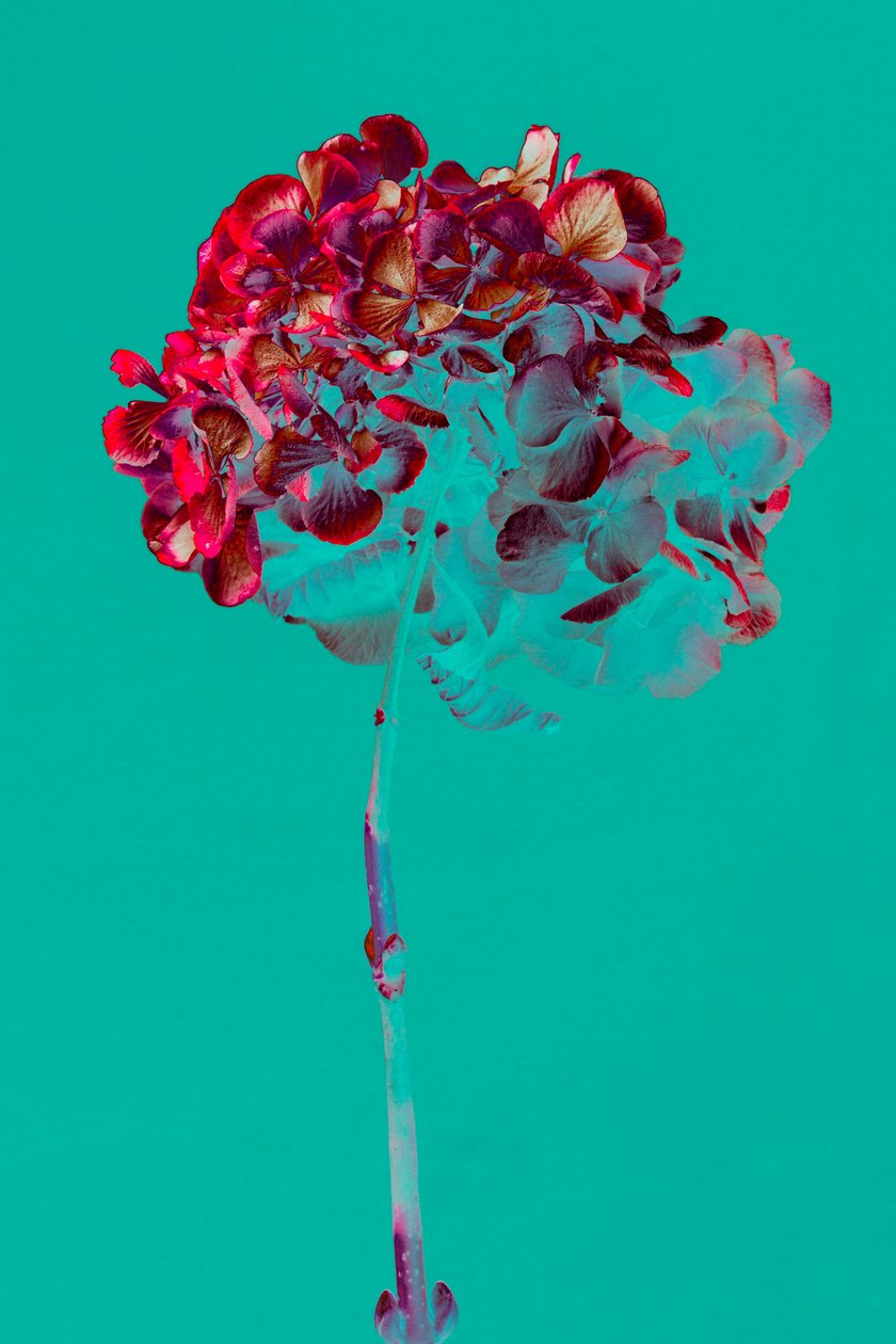 Hydrangea, 2018 (foto) de Teis Albers