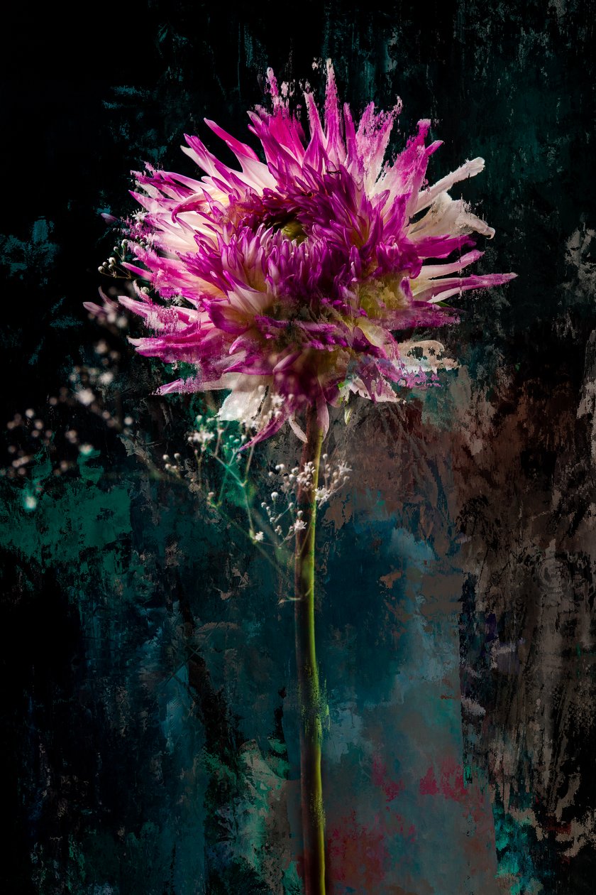Sugarplum, 2018 (foto) de Teis Albers