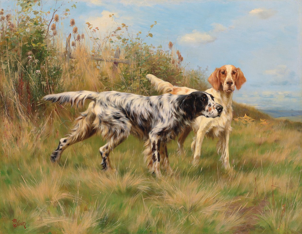 Dois setter ingleses de Thomas Blinks