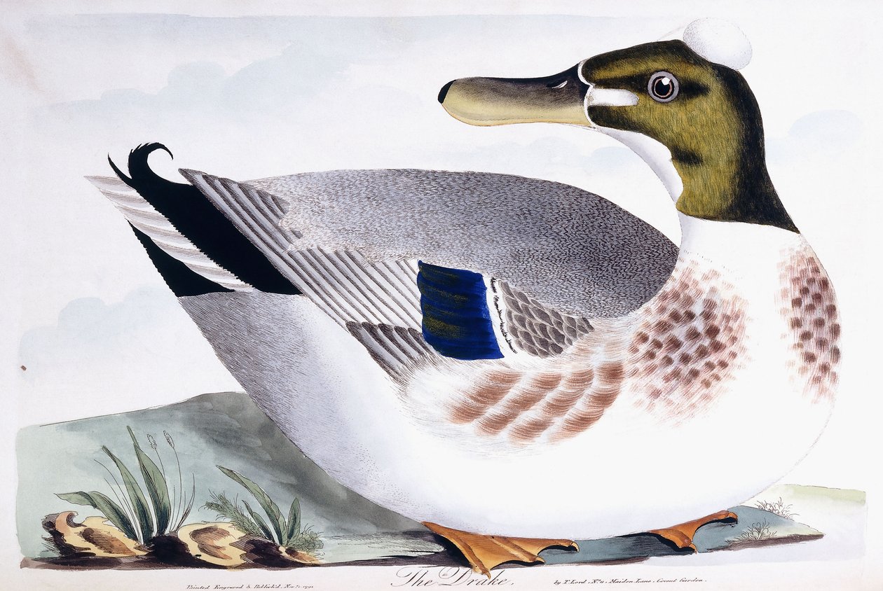 The Drake, 1791-96 de Thomas Lord