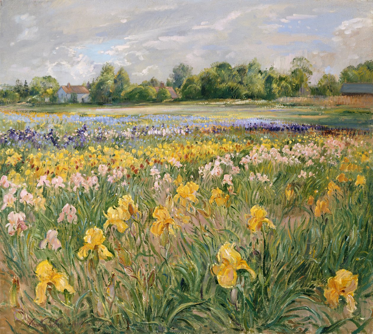 Casas de campo e campo de íris de Timothy Easton