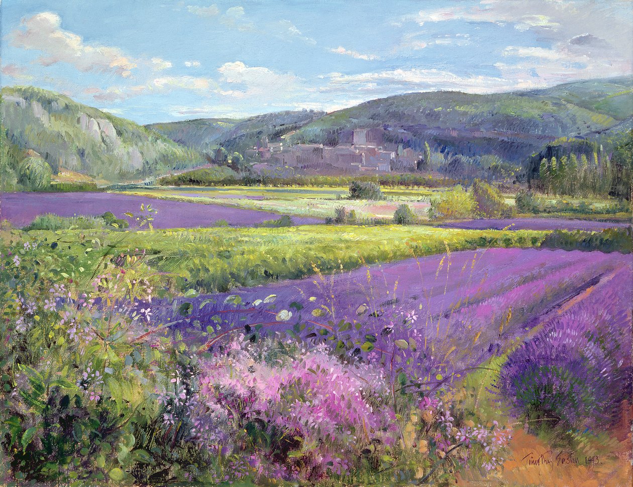 Campos de lavanda na velha Provence de Timothy Easton