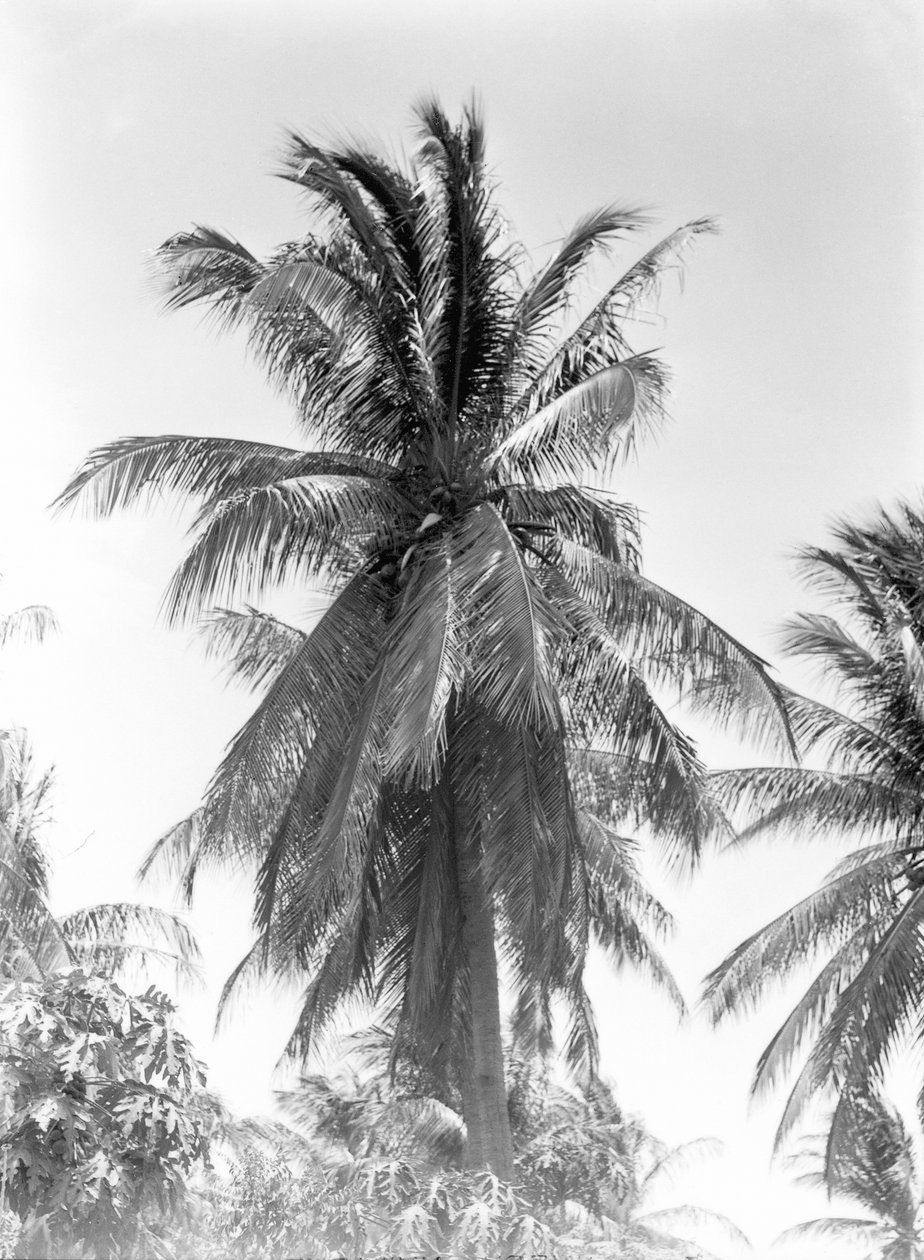 Palmeira, 1925 de Tina Modotti