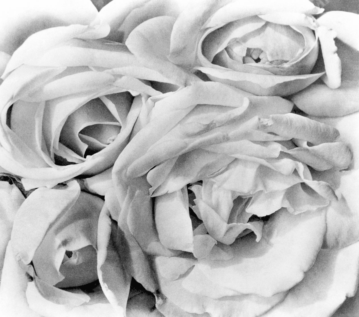 Rosas, Cidade do México, 1924 de Tina Modotti