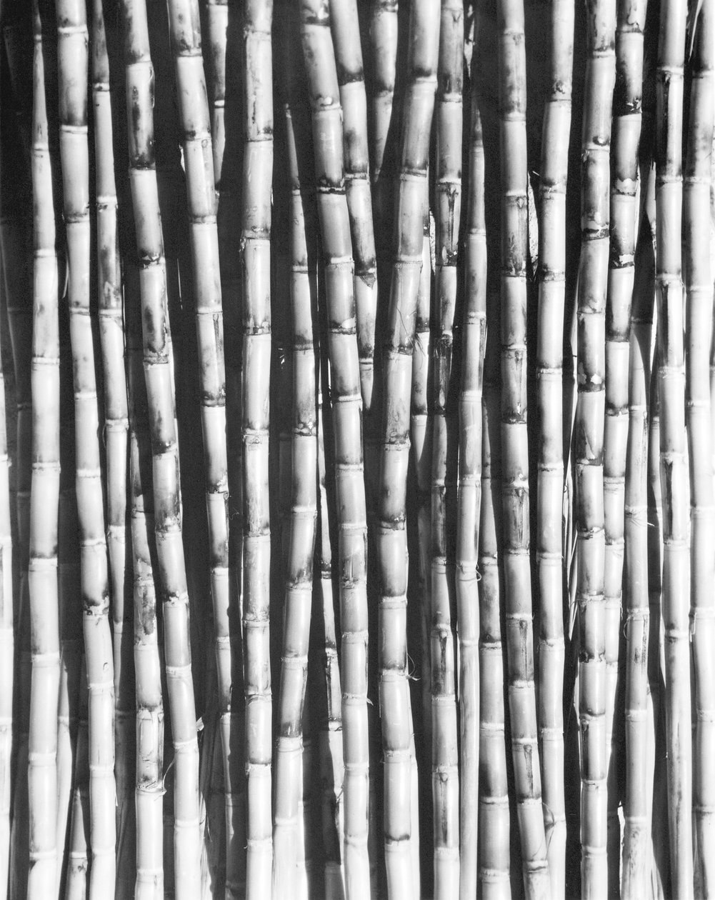 Cana de Açúcar, México, 1929 de Tina Modotti