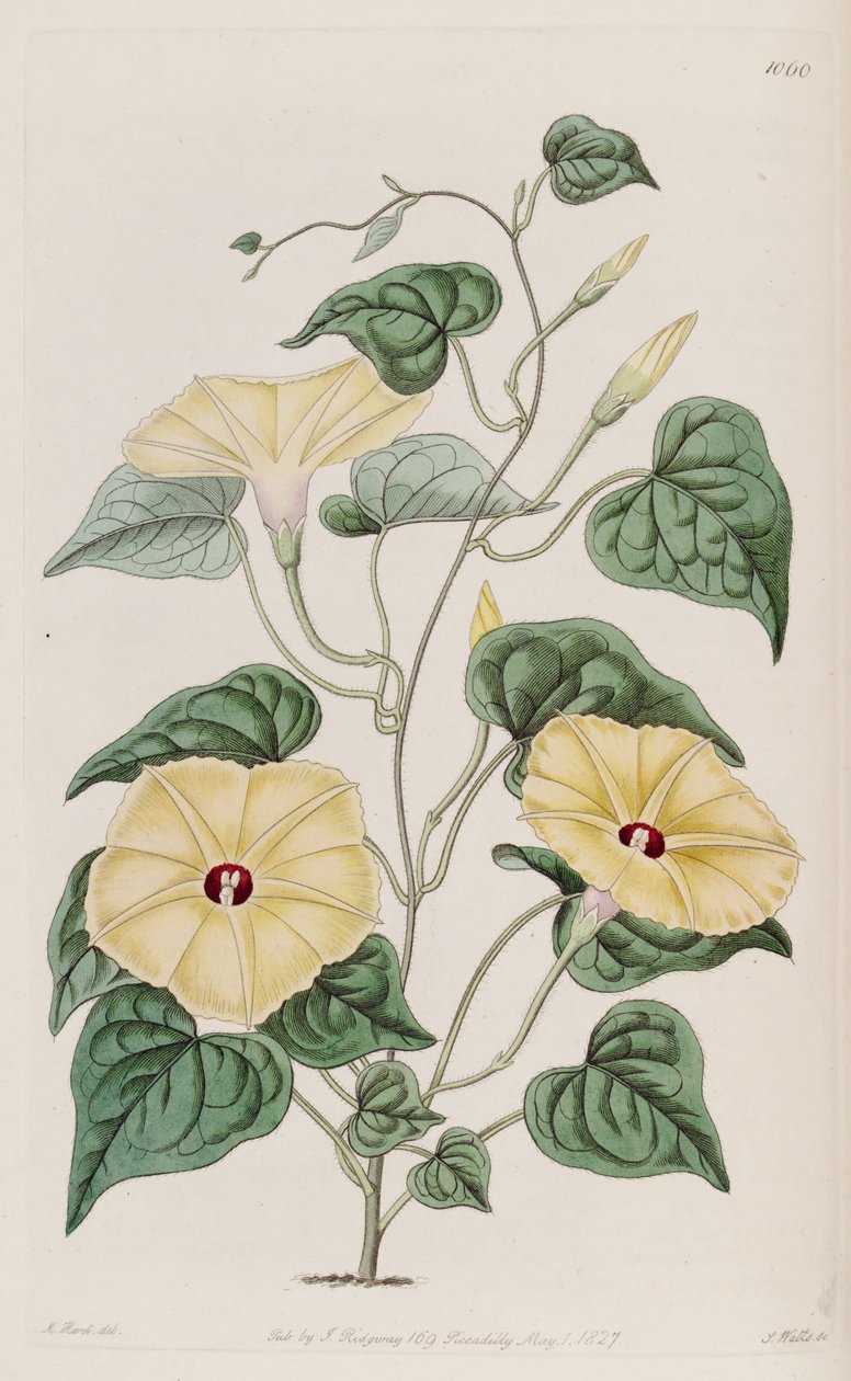 Ipomoea ochracea de Unbekannt Unbekannt