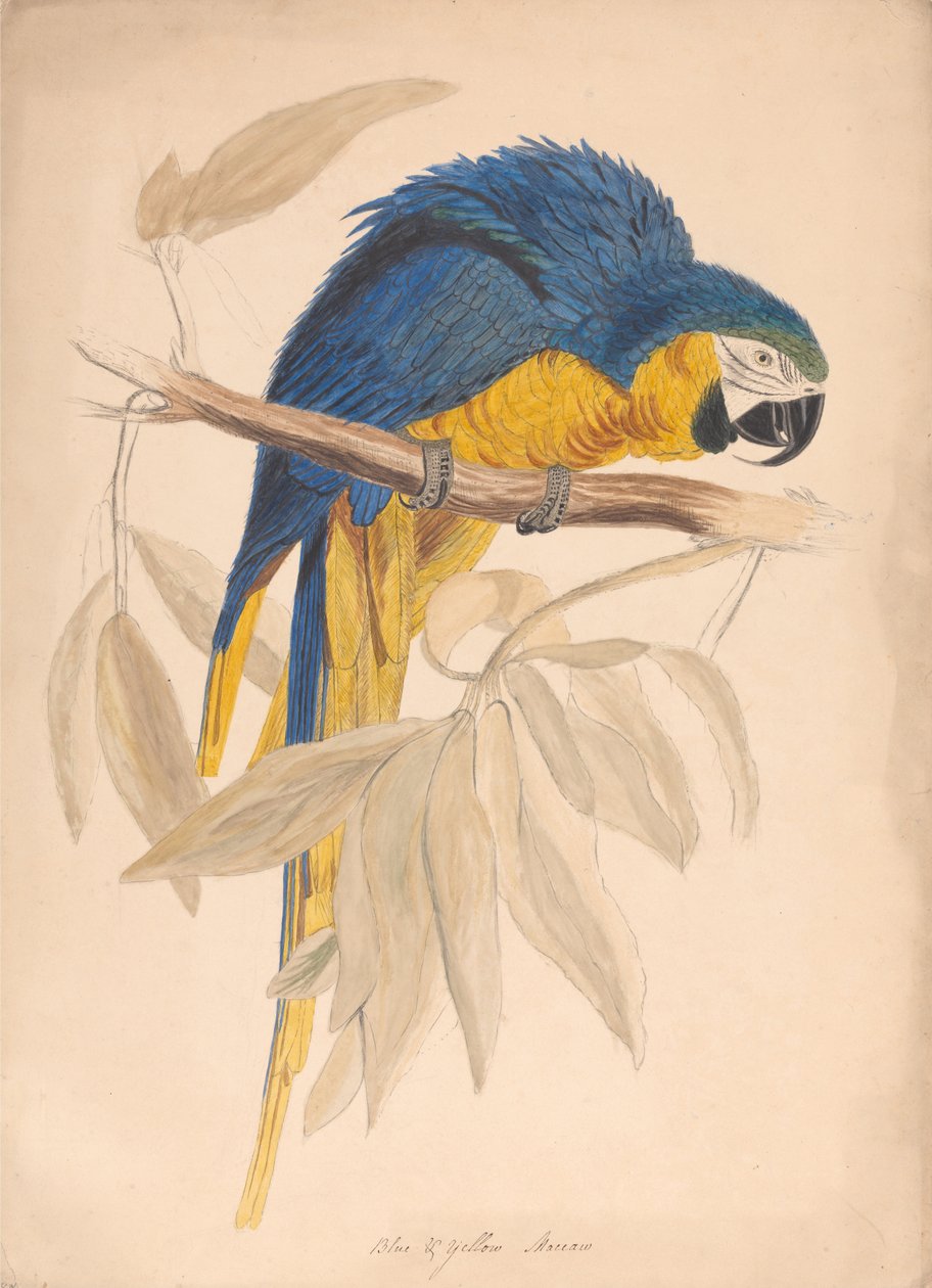 Macaw azul e amarelo de Unbekannt Unbekannt