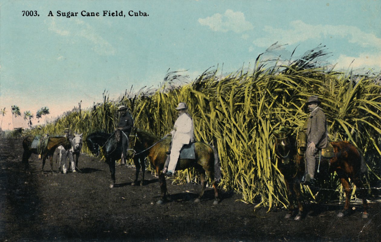 Um campo de cana-de-açúcar, Cuba, 1912. de Unbekannt