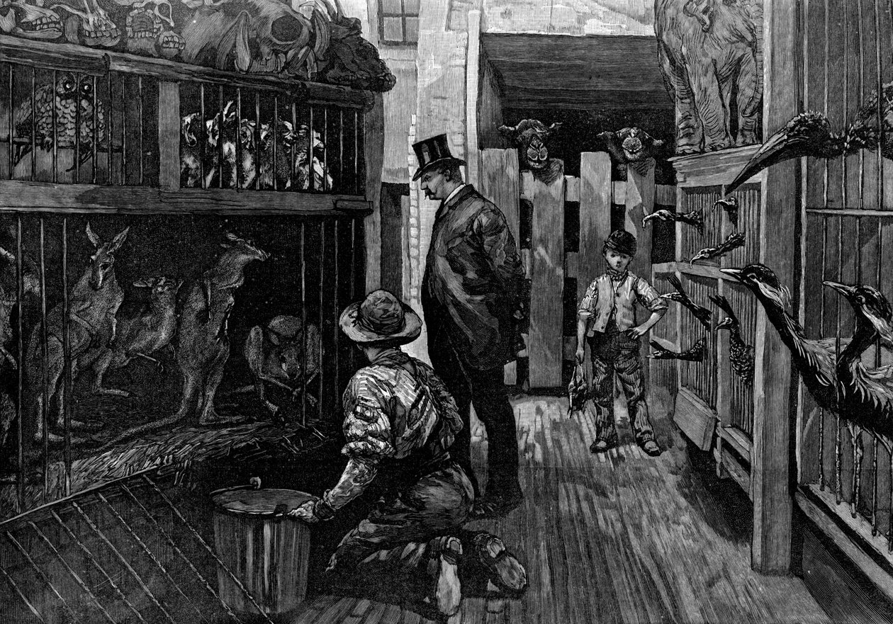 Em Jamrachs, Londres, 1887 de Unbekannt