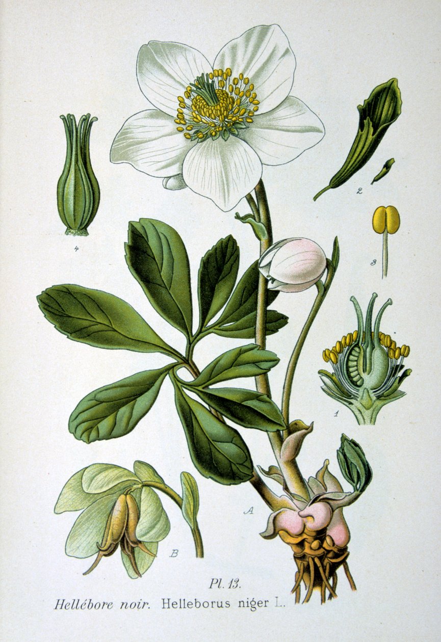 Heléboro preto, 1893 de Unbekannt