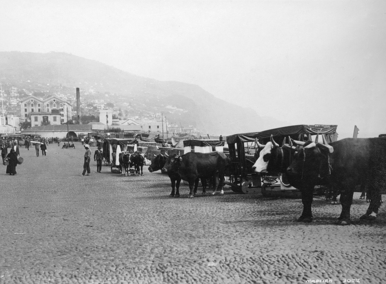 Carruagens de boi, Madeira, Portugal, c1920s-c1930s de Unbekannt