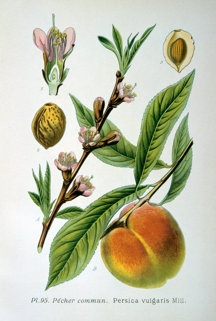 Pêssego comum, 1893 de Unbekannt