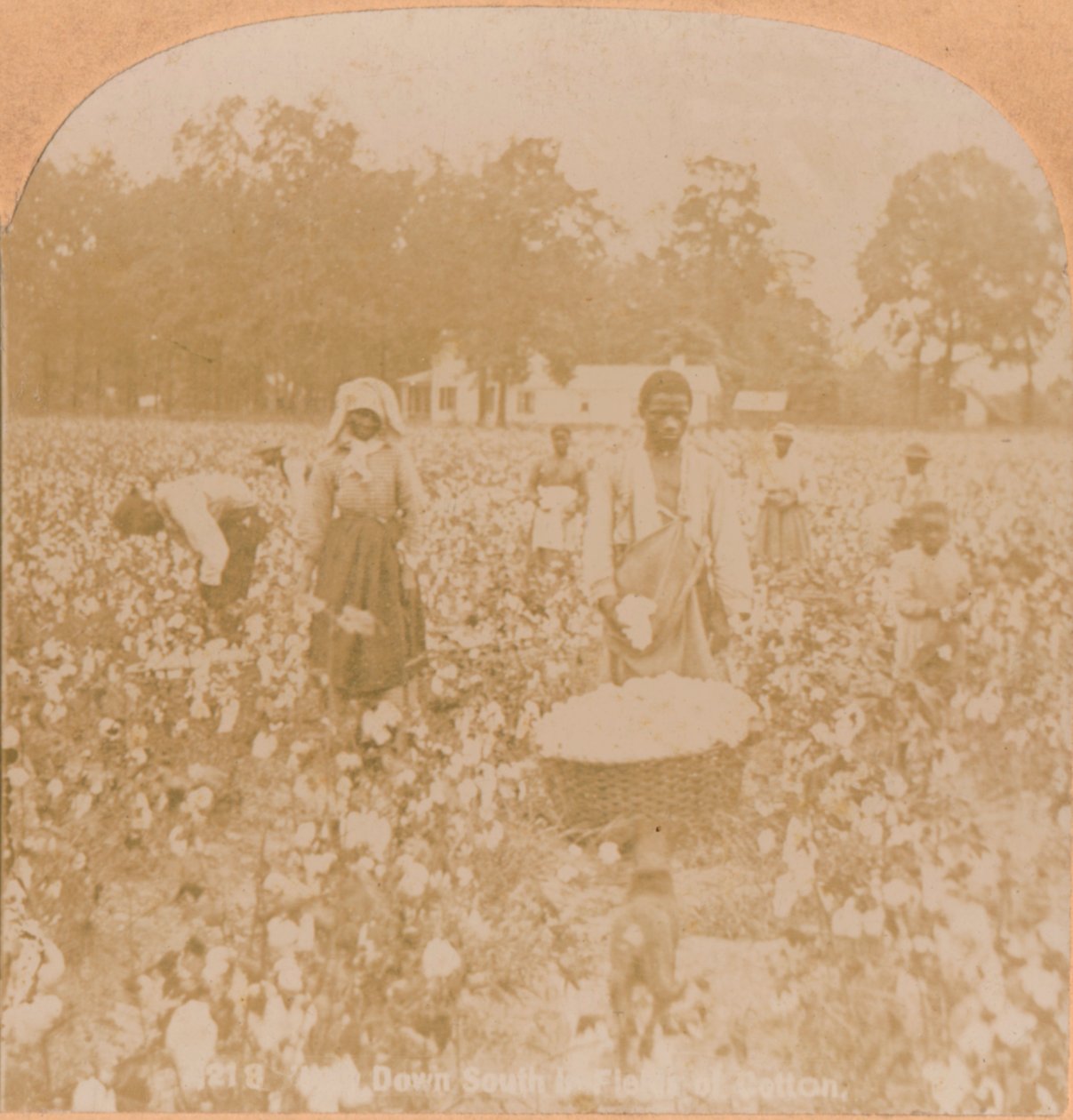 Colheita de algodão., C1900 de Unbekannt