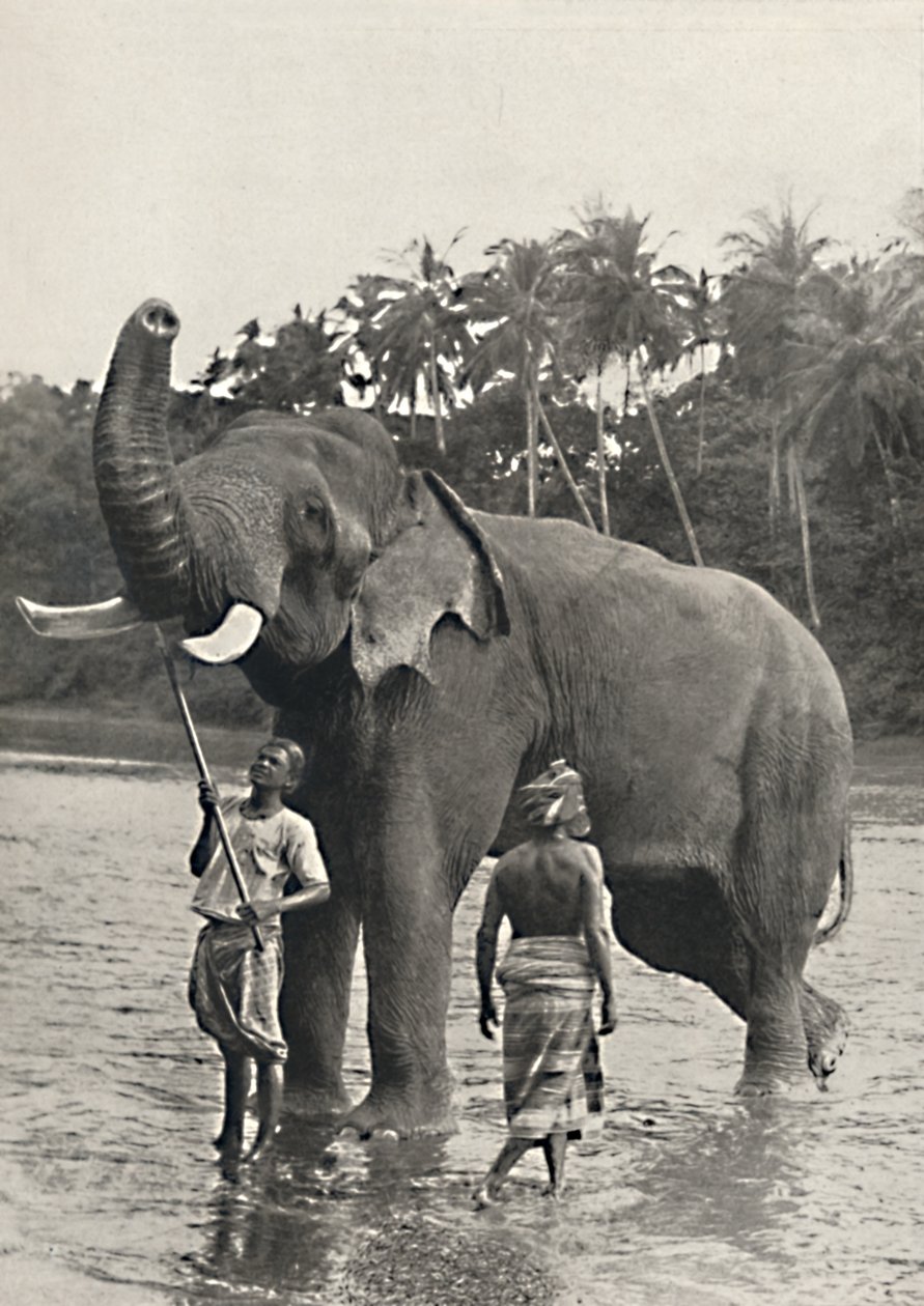Elefante no Mahavaliganga, 1926 de Unbekannt