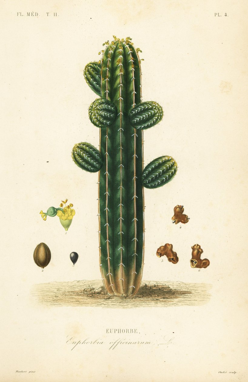 Euphorbia officinarum, Euphorbe de Unbekannt