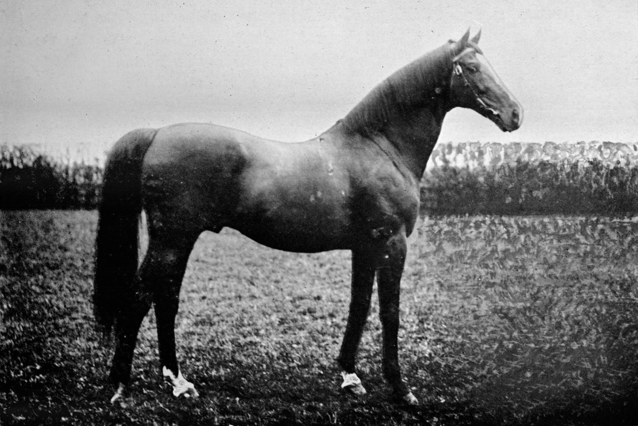 Florizel II, 1911 de Unbekannt